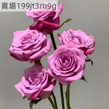 現貨🌹【嫣然玫瑰種子】（250粒）🌹2025新種 四季 包對版 可做切花 多年生四季懶人室內外庭院盆栽花卉種子 耐寒易活