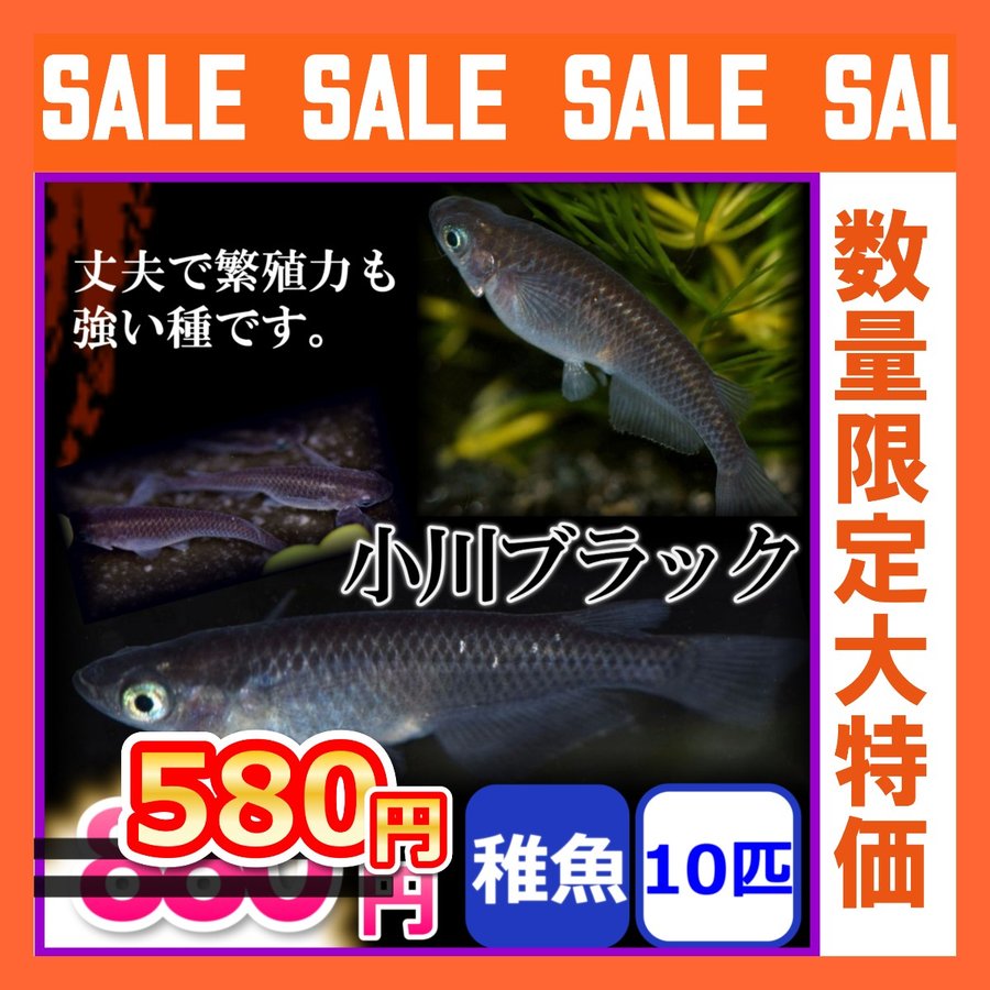 メダカ/小川ブラックめだか 稚魚10匹 通販 LINEポイント最大0.5%GET | LINEショッピング