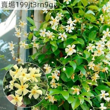 現貨 重瓣茉莉花種子（100粒）💮新種包對版濃香型虎頭茉莉花 寶珠茉莉花種子 四季播種 庭院陽台盆栽觀賞 新手懶人易種植