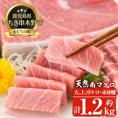 天然南まぐろ上級セット　大トロ～赤身　約1.2kg