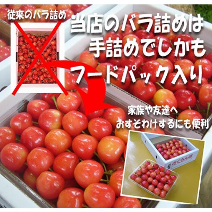 さくらんぼ 佐藤錦 2L 1kg（500g×2) 山形 特秀 贈答品 2024 山形県産 サクランボ 大粒 取り寄せ 送料無料 (遠方送料加算)