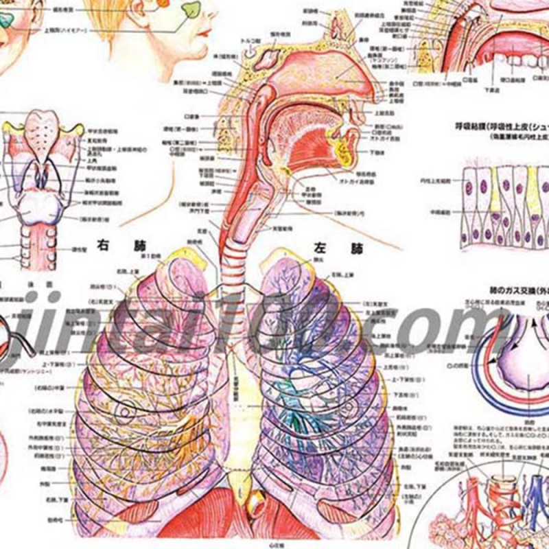 呼吸器系」医学ポスター ポスターB2サイズ 人体解剖学図ポスター 医学