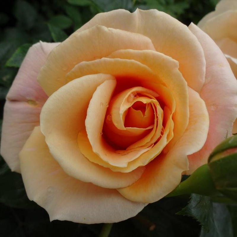 ロイヤルサンセット　超大苗（4年生苗）　つる薔薇 ロイヤルサンセット 超大苗（4年生苗） つる薔薇 花