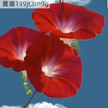 現貨🪷【25年新品牽牛花種子】（150粒）🪷 新品種牽牛花種子 喇叭花種子重辦牽牛花種籽 單辦牽牛花種子  庭院盆栽室