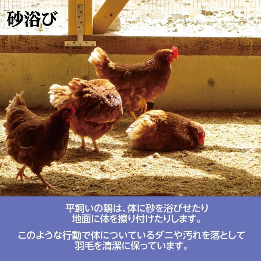  卵 平飼い卵 ここたま 50個 朝取 M L LL サイズ混合 JGAP 自家配合飼料 地下水 福島県