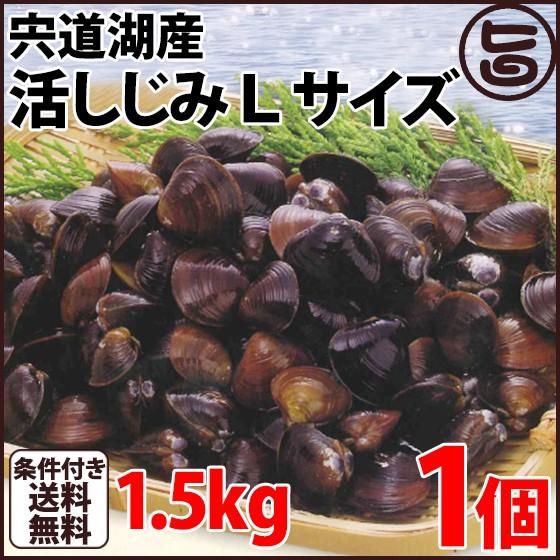 宍道湖産 活しじみＬ 殻高14〜16mm(砂はき済）1.5kg 島根県 中国地方 新鮮 シジミ 魚介類 専門店