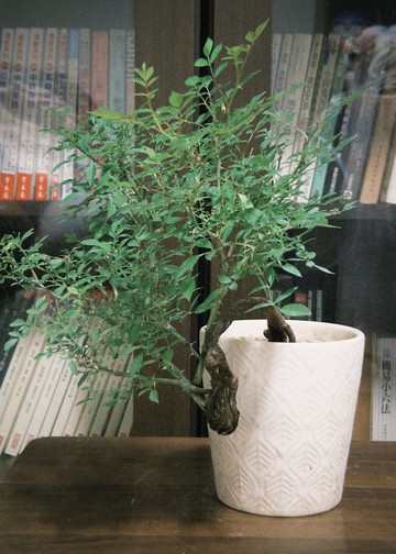 日本屋久島姬玫瑰 l 花叢系列 中品盆栽 室內植栽 禮物