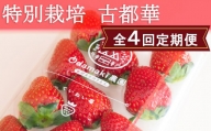 M-G1.減農薬いちご「古都華」2パック 特別栽培農産物
