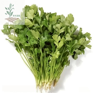 青禾園藝（芫荽種子）「iân-sui」三天生香菜種子~15天采收 四季耐熱速生大葉香菜蔬菜種子#台灣自留種