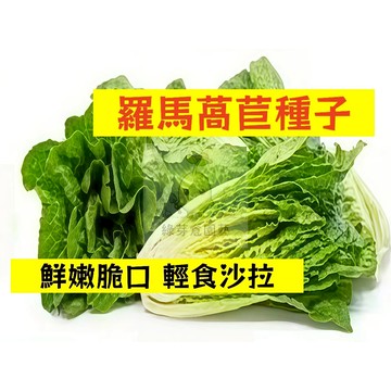 🌱【現貨-隔日到店】 羅馬萵苣種子WJ-14 家常青菜 輕食沙拉 鮮嫩脆口 生菜 大陸妹菜高產 田園庭院盆栽蔬菜種子