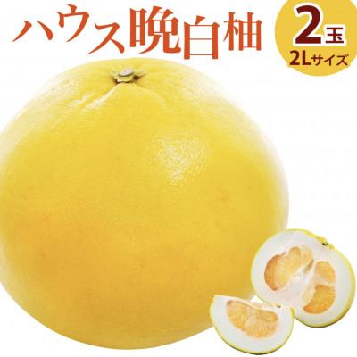 ふるさと納税 八代市 晩白柚　2玉(2Lサイズ約2kg)ハウス栽培