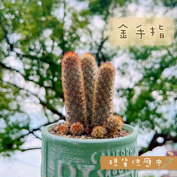 【金手指】三吋盆 仙人掌/多肉植物/觀葉植物/石頭玉/空氣鳳梨