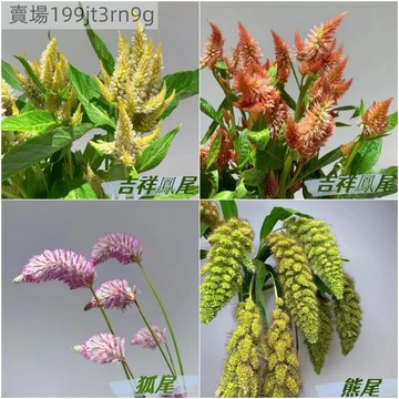 【多頭鳳尾草種子】新品上市 吉祥鳳尾 熊尾 狐尾草種子 四季可種植  可做觀賞切花 懶人易種植 盆栽露台花卉種子