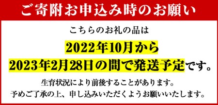 akune-2-151 ＜訳あり＞鹿児島県産さつまいも｢紅はるか｣(計10kg)国産 熟成 詰め合わせ 野菜 さつま芋 焼芋 鹿児島産 大小混合 期間限定2-151