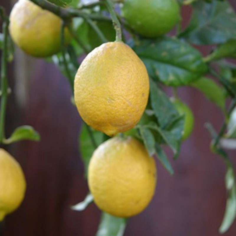 大株 レモン リスボン 約170cm【果樹苗/柑橘/苗木/シンボルツリー】18
