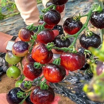 🍅（黑珍珠糖水番茄種子） （120粒入）四季種植 黑珍珠聖女果種子 高產西紅柿種籽 陽臺盆栽瓜果種子 新手易種