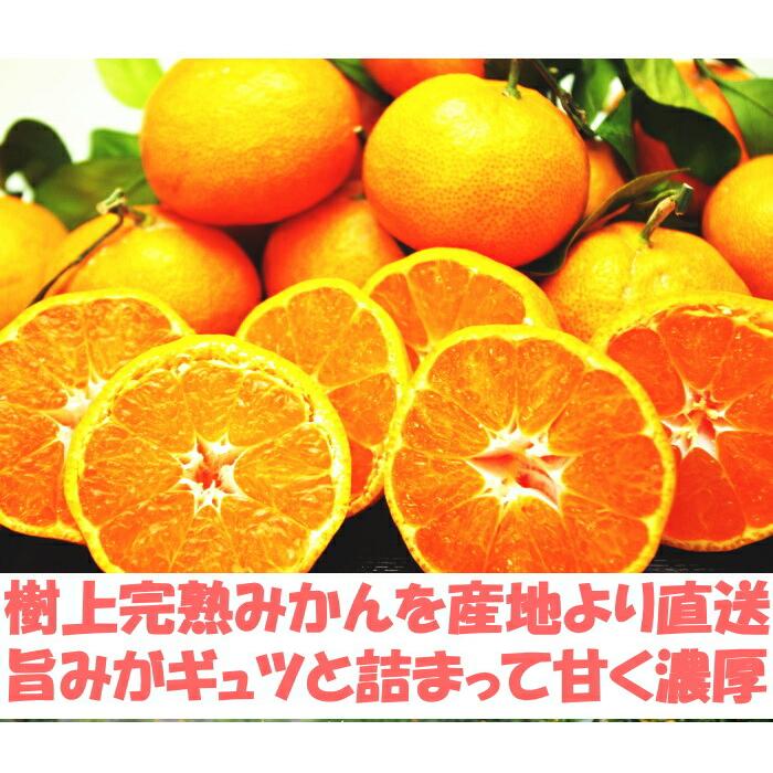 みかん 有田 訳あり 甘い 糖度 和歌山 有田柑橘さんさん 樹上完熟 B品 早生 5kg 2l〜ss 家庭用 箱 買い