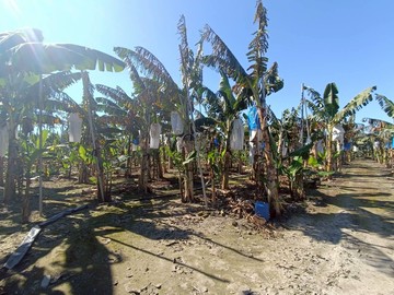 ★高雄旗山★溪洲2.2分美農地｜地形方正｜地勢平坦｜高雄市旗山區南溪洲段