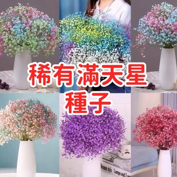 【稀有滿天星種子】重瓣小花 開花機器 盆栽花壇 乾燥花材 浪漫花海 易種植 四季開花 適合台灣氣候 精選品系 園藝
