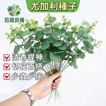 尤加利種子 桉樹種子 銀葉桉 圓葉尤加利 切葉植物 香草植物 乾燥花材 庭園樹 陽台盆栽 無尾熊樹 獨特香氣 台灣可種