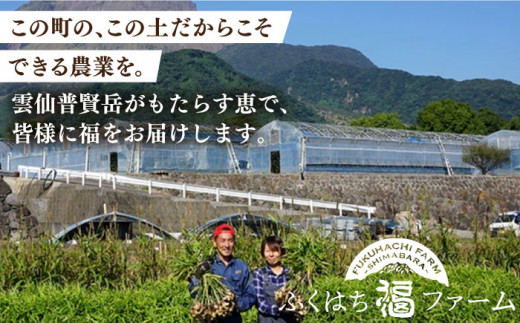 先行予約！2024年8～10月発送 新生姜 約2kg   ショウガ しょうが 生姜   南島原市   ふくはちファーム [SBS016]