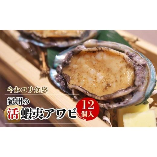 ふるさと納税 和歌山県 九度山町 やわコリ食感紀州の蝦夷アワビ 