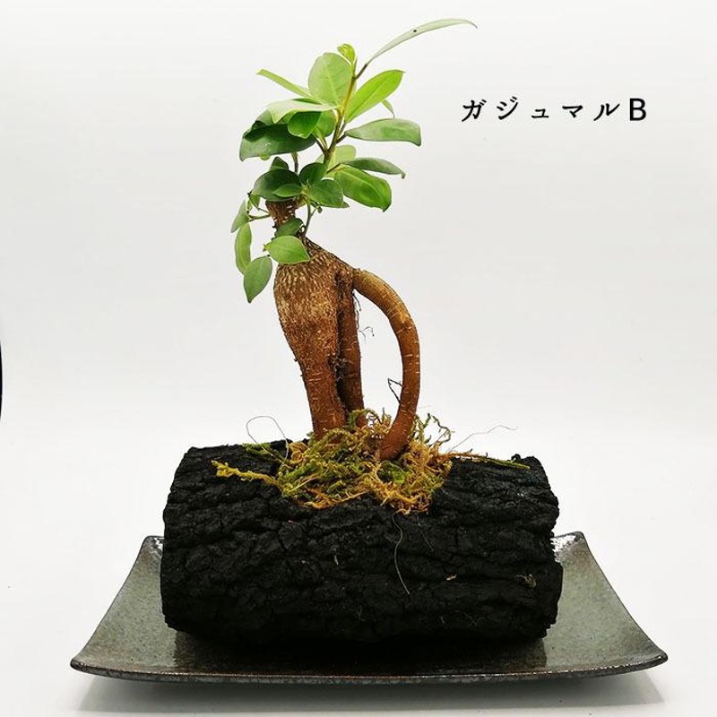 炭盆栽 ぼんさい bonsai ガジュマル 備長炭 くぬぎ炭 観葉植物 室内 