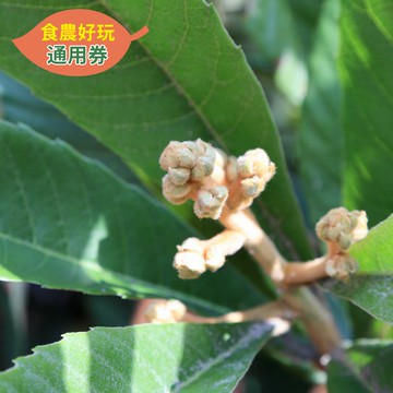 農遊超市 - 台東 | 曲禾酒莊-梅揪–梅酒製作-食農好玩單人體驗券