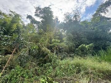 內門超值竹林地林業用地｜高雄市內門區木柵段