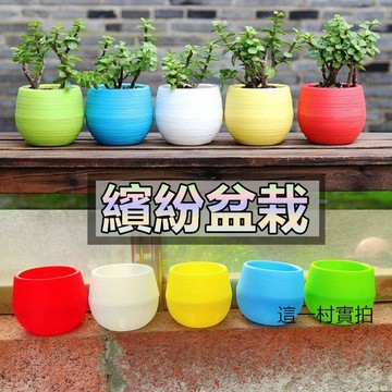 花盆 盆栽 多肉 多肉植物 植物盆栽 辦公室盆栽 花 小清新花盆 荷蘭盆 紅盆 3吋 4吋 5吋 塑膠花盆 園藝