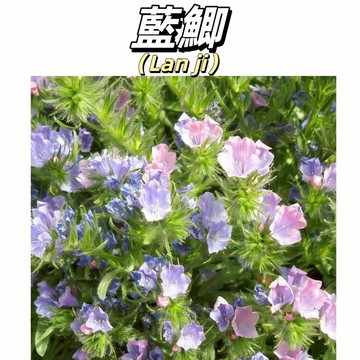 【神秘藍色星海】藍薊種子 藍刺頭｜蜜蜂最愛 生態友善｜陽台點綴 少見藍花｜耐旱好養 新手易種 開花超美#花海類
