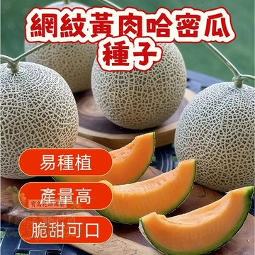 🔥熱銷 網紋黃肉哈密瓜種子 香瓜種子 營養豐富 超甜 多款哈密瓜種子   四季種植水果種子 香甜濃郁 超實惠價🍈