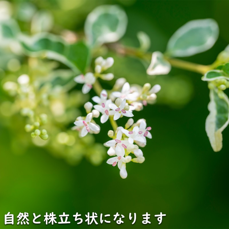 カラージルコニウムが素敵！ 花 BELOVED シルバー/マルチ Scindapsus Tricolor Silver Platinum キラキラと光る輝き