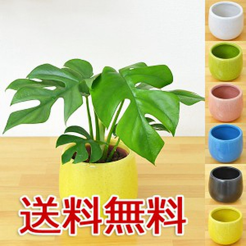 送料無料 ミニ観葉植物 ヒメモンステラ陶器鉢付き ハイドロカルチャー 通販 Lineポイント最大1 0 Get Lineショッピング