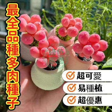 台灣-24H發貨【 最全品種多肉種子】 多肉種子盆栽｜萌肉職人手採種子，限量混種組合，新手輕鬆入門，打造你的迷你綠洲！