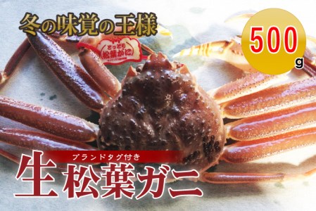 タグ付き生松葉ガニ（500g）かに カニ 蟹 生 新鮮 かに カニ 蟹 松葉ガニ 松葉がに かに カニ 蟹 生