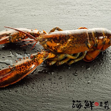 【海鮮主義】生凍波士頓龍蝦1隻(400~450g ±5%/ 隻)