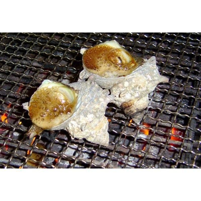 送料無料 たっぷり貝だけ海鮮BBQセット！（サザエ12個大アサリ7個）[魚介類] 通販 LINEポイント最大5.0%GET | LINEショッピング