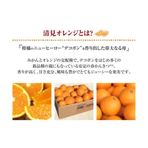 ふるさと納税 和歌山県 太地町 清見オレンジ約8kg／果実サイズおまかせ　※2024年2月中旬〜4月下旬頃に発送予定　　　紀伊国屋文左衛門本舗