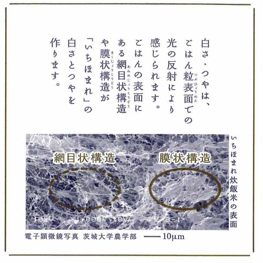 令和5年産 お米 米 ５kg×2 贈答品 お中元 御中元 お歳暮 御歳暮 福井県産 いちほまれ 福井県米 新米