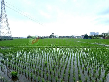 夏田產業園區超大面寬臨路農地現有農作物｜台中市大里區夏田東段