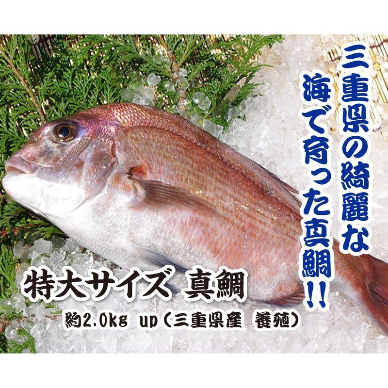 活〆 真鯛 大きめサイズ 1尾 1.5kg 魚介類