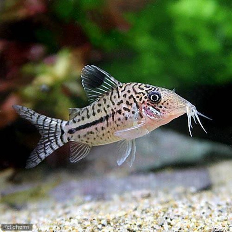 熱帯魚 コリドラス レオパルダス ペルー ワイルド ３匹 北海道 九州航空便要保温 通販 Lineポイント最大0 5 Get Lineショッピング