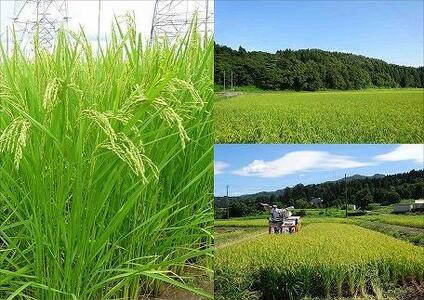 新潟県産こしいぶき　5kg×2