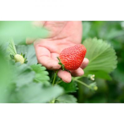 ふるさと納税 常陸太田市 茨城県産　やよいひめ　約300g×4パック(1箱)デラックスサイズ