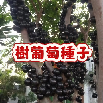 🌷次日達-【 樹葡萄種子】當季新籽 發芽率高 產量高  超強掛果果期長 小院陽台果園種植 可盆栽地栽#超優惠