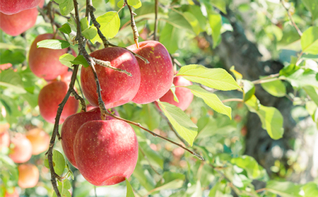 年明け 蜜入り 糖度保証サンふじ 約3kg 