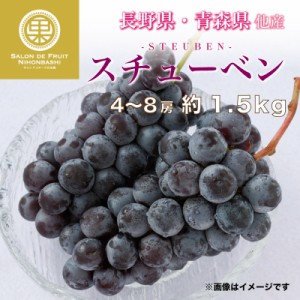 [予約 11月16日-11月30日の納品] スチューベン 約1.5kg 4-8房 長野県 山形県 青森県産他 化粧箱 ぶどう ブドウ 高糖度　冬ギフト お歳暮