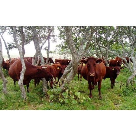 ふるさと納税 おすすめ焼肉セット 北海道えりも町