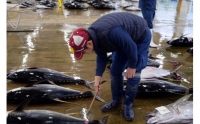 天然 キハダ（もしくはメバチ） 生まぐろ 大容量2kg 鮮度抜群の生まぐろをお届けします   生鮪 鮪 マグロ 生まぐろ キハダマグロ 刺身